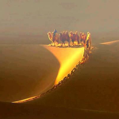 camellos y luz